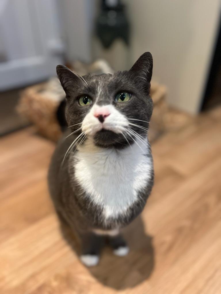 Baggins! (@bagginssupercat) on Twitter photo My dear pals, I've been asked to pass on some devastating news.
Alfie has been found, he has crossed OTRB.
His mum, Alison, wants to thank you all for the support this week and let you know how much it means to her.
Sending love and boops <a href="/PoppyAndMolly2/">Alfie ๐ and Poppy ๐</a>
He was loved
#FindAlfie My dear pals, I've been asked to pass on some devastating news.
Alfie has been found, he has crossed OTRB.
His mum, Alison, wants to thank you all for the support this week and let you know how much it means to her.
Sending love and boops <a href="/PoppyAndMolly2/">Alfie ๐ and Poppy ๐</a>
He was loved
#FindAlfie