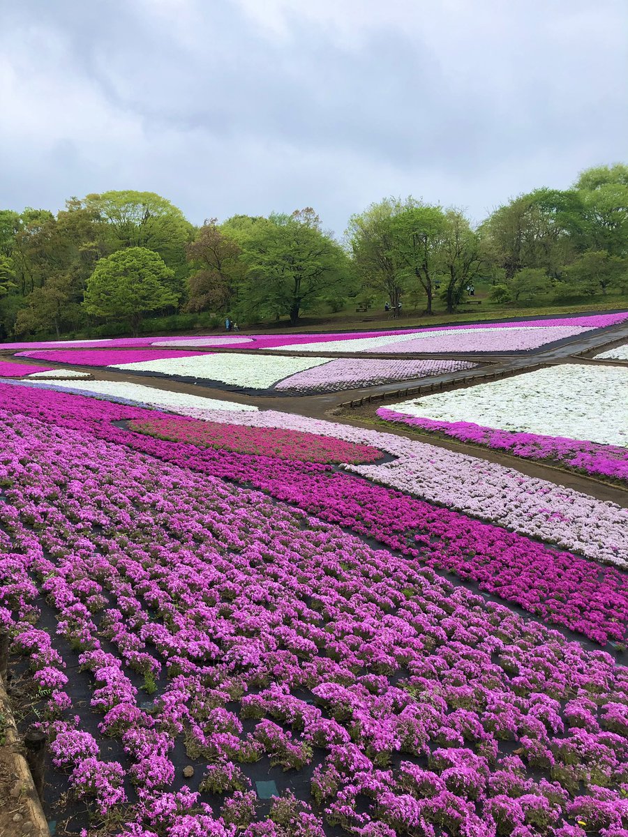 hiro__1__'s tweet photo. #秩父
#羊山公園
#芝桜
#安田屋
#わらじカツ丼 https://t.co/EUhfAHp4FU