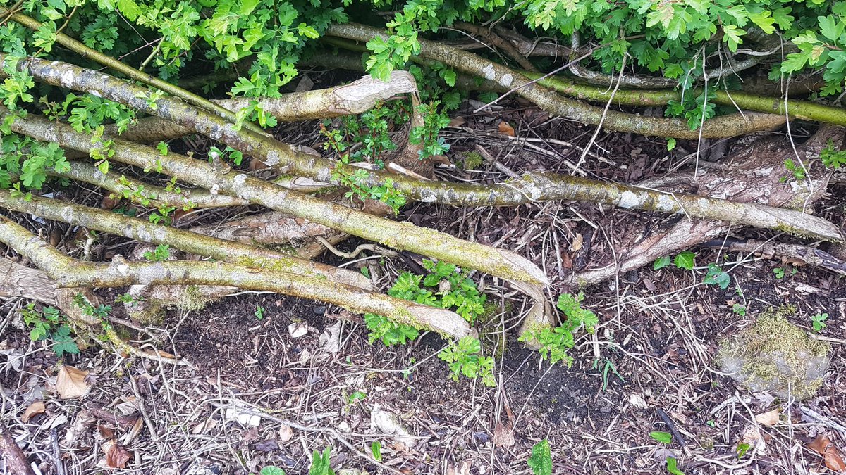 Hedgerows Ireland (@hedgerows_ie) on Twitter photo Lots of lovely new growth coming on the Westmeath farm field boundary hedge laid last September. <a href="/IFAmedia/">Irish Farmers' Association</a> <a href="/AgrilandIreland/">Agriland</a> <a href="/agriculture_ie/">Dept of Agriculture, Food and the Marine</a> <a href="/farmersjournal/">Irish Farmers Journal</a> <a href="/AnTaisce/">An Taisce</a> <a href="/BirdWatchIE/">BirdWatch Ireland</a> <a href="/IrishEnvNet/">Irish Enviro Network</a> #qualityhedgemanagement #stockproof #valueformoney Lots of lovely new growth coming on the Westmeath farm field boundary hedge laid last September. <a href="/IFAmedia/">Irish Farmers' Association</a> <a href="/AgrilandIreland/">Agriland</a> <a href="/agriculture_ie/">Dept of Agriculture, Food and the Marine</a> <a href="/farmersjournal/">Irish Farmers Journal</a> <a href="/AnTaisce/">An Taisce</a> <a href="/BirdWatchIE/">BirdWatch Ireland</a> <a href="/IrishEnvNet/">Irish Enviro Network</a> #qualityhedgemanagement #stockproof #valueformoney