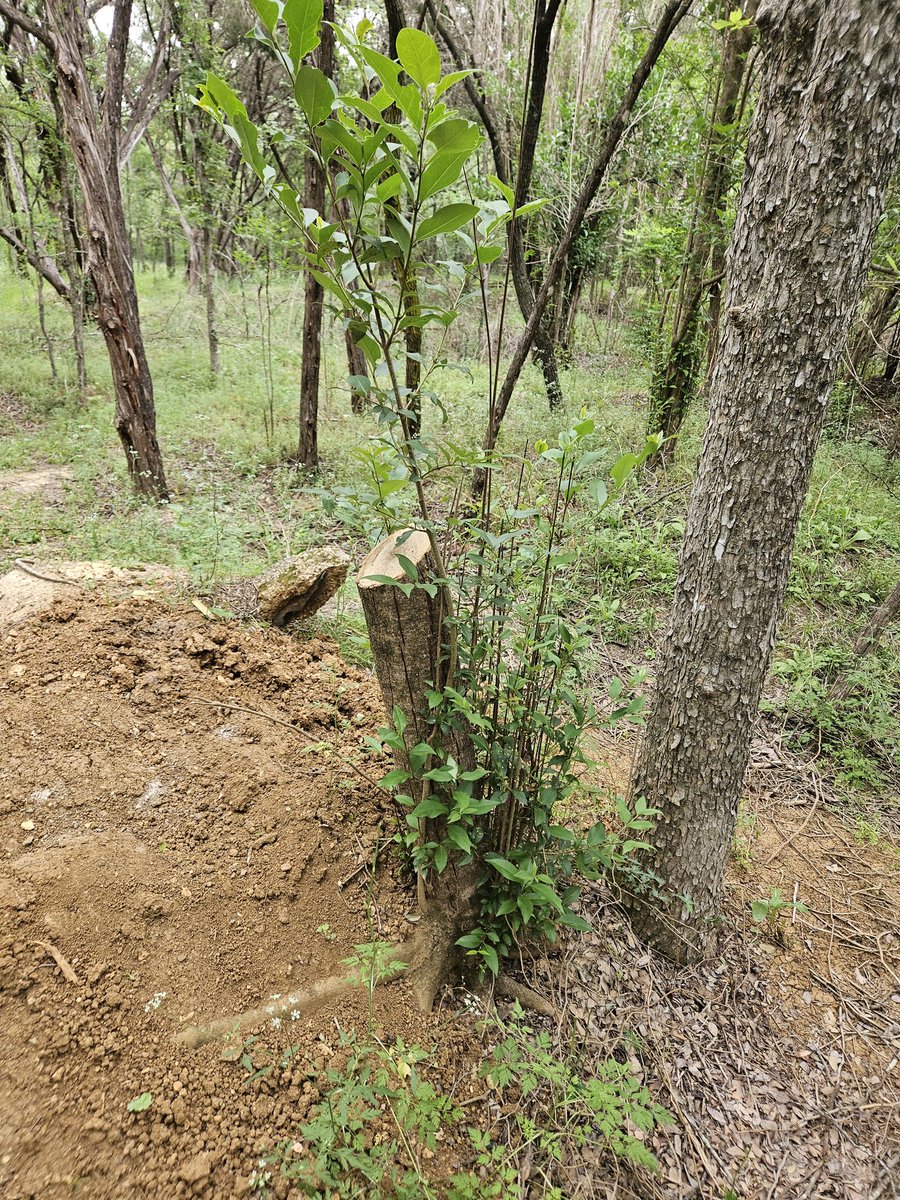 TEX_DRIVER's tweet photo. @DocumentingATX Digging pits, starting fires, cutting trees. What True Austin Resident wants this man living behind his home. https://t.co/lziW3fCW7f