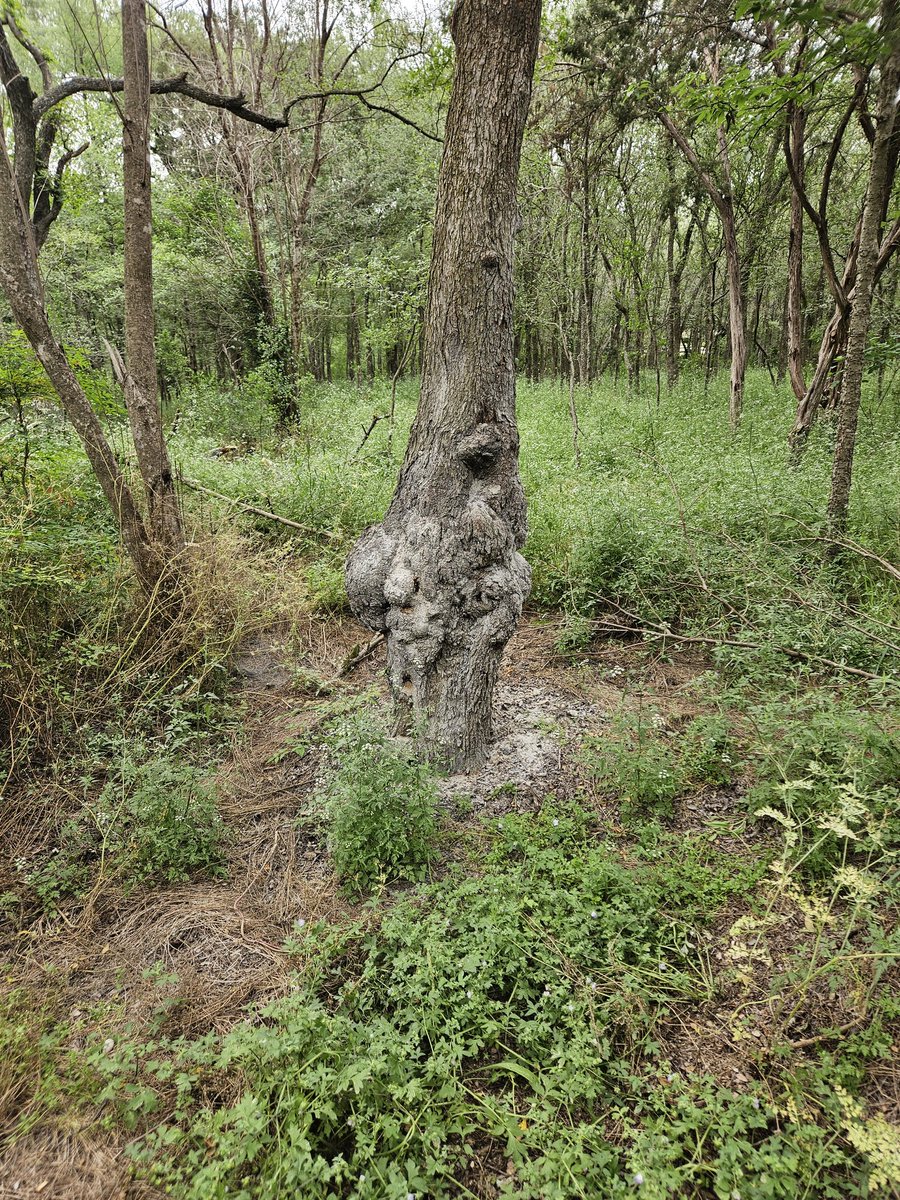TEX_DRIVER's tweet photo. @DocumentingATX Digging pits, starting fires, cutting trees. What True Austin Resident wants this man living behind his home. https://t.co/lziW3fCW7f