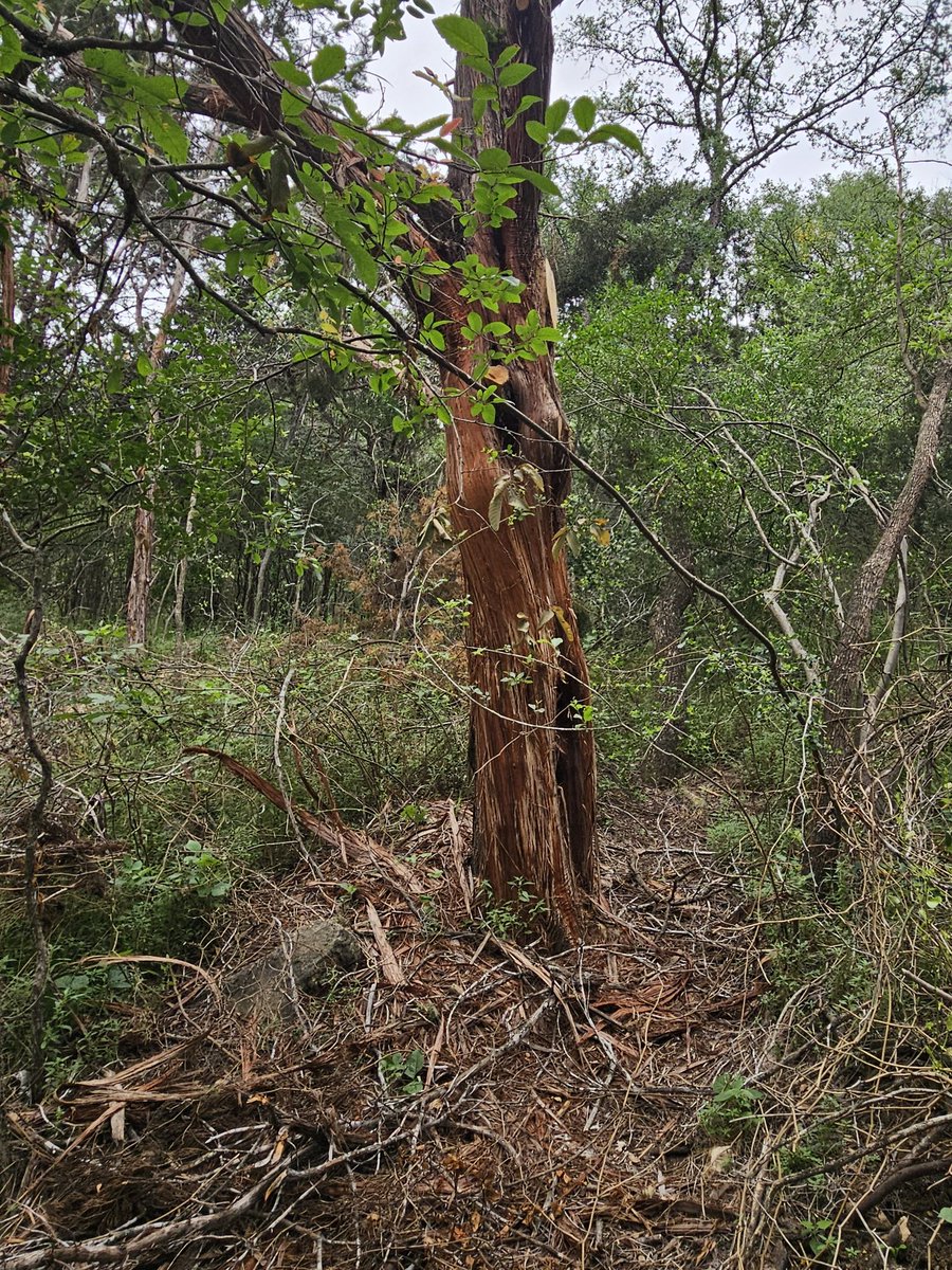 TEX_DRIVER's tweet photo. @DocumentingATX Digging pits, starting fires, cutting trees. What True Austin Resident wants this man living behind his home. https://t.co/lziW3fCW7f