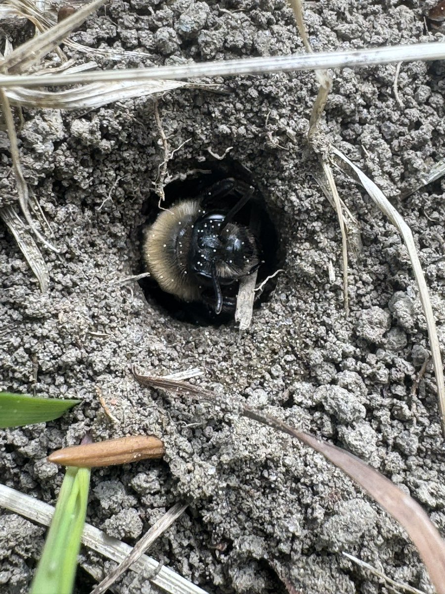 Found this really chill male Nomada imbricata at the Andrena regularis aggregation by campus! He was super photogenic ❤️