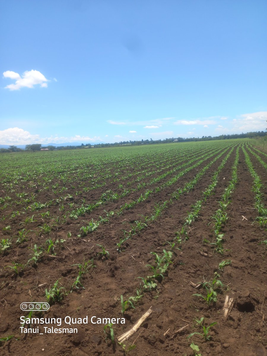 <a href="/rodgers_kirwa/">Mr. Agriculture 👩‍🌾</a> <a href="/diangaronald/">Ronald</a> <a href="/Billngeno/">William Ngeno</a> Zangu ziko top now 
This is about 34 weeks ago.