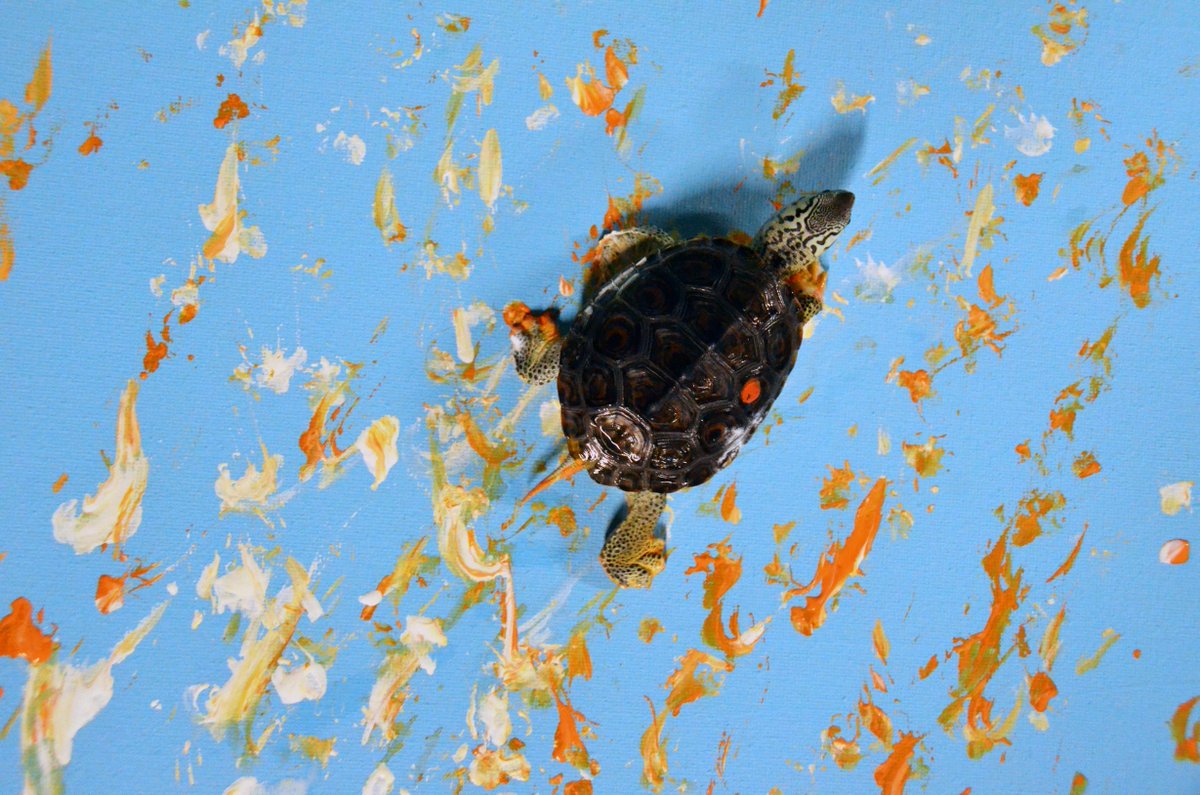 cilcorg's tweet image. Spend a #virtualfieldtrip with a #turtle @SCAquarium and watch as they #create a #painting as you create alongside them! #Learn about their #adaptations and how the #Aquarium uses #enrichment to keep #animals #happy and #healthy.

Book here: bit.ly/3q9Girb