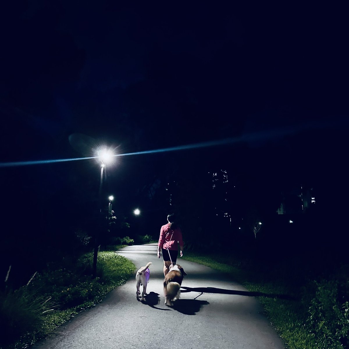 mengxiaoshe's tweet image. 👀 #Labrador off‑lead, #Collie on‑lead: genetics + context. 
Labs were bred for handler‑centric retrieving—top biddability, low wander risk. 
Collies are herding problem‑solvers; higher stimulus reactivity means a lead stays until thresholds are proofed. 
#CanineBehavior