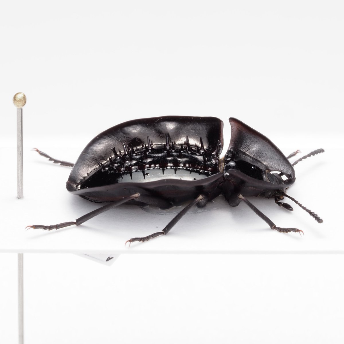 わらび餅 (@warabimochi_ic) on Twitter photo 