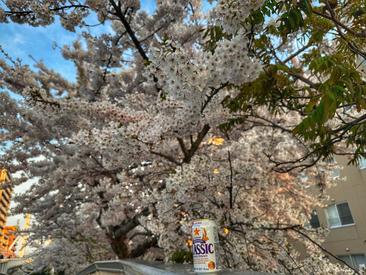kajisark's tweet photo. 世の中はゴールデンウィーク
私は通常営業
仕事終わりに缶ビール片手にお散歩 https://t.co/GCkZCqTk2d