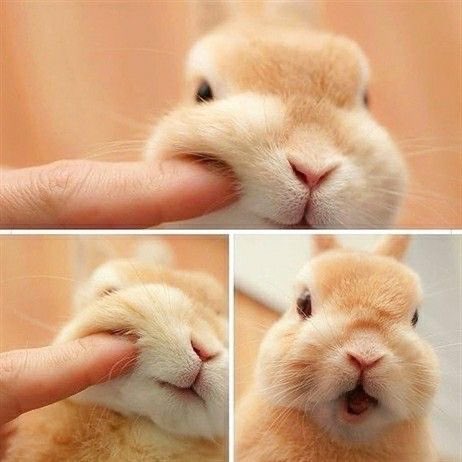 Bunnies's tweet image. 