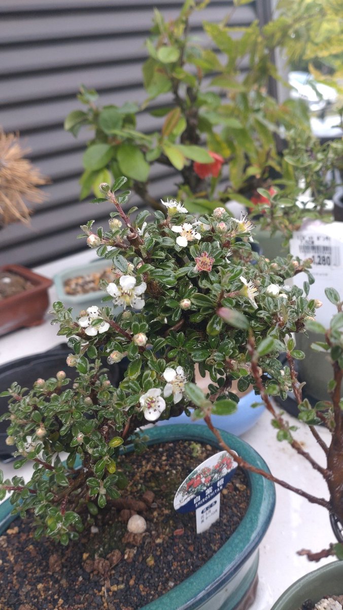 PAL_saiun's tweet photo. ピラカンサスと白紫檀の花が咲いた♪ https://t.co/fHA6FPlAx6