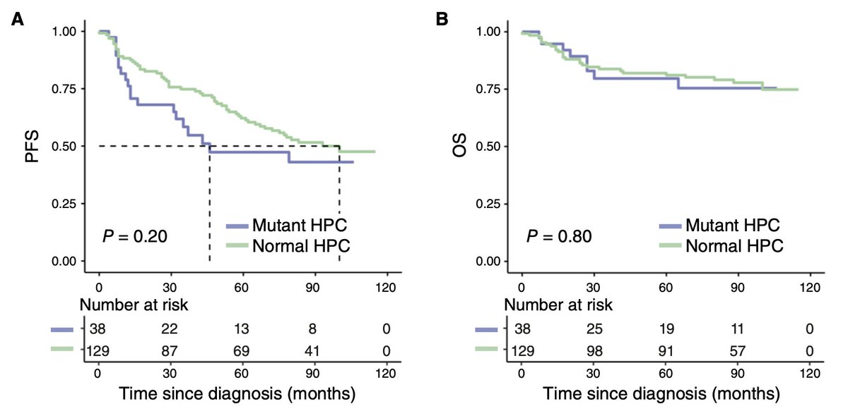 Rahul Banerjee, MD, FACP (@rahulbanerjeemd) on Twitter photo Fascinating #MMsm article in <a href="/BCD_AACR/">Blood Cancer Discovery</a> : congrats <a href="/BrunoPaiva_UNAV/">Bruno Paiva</a> <a href="/camilagdeblois/">Camila Guerrero</a> et al!
CH ⬆️ with time in myeloma but not associated with ⬇️PFS or ⬆️OS.
Interestingly, ⬆️ BMPC% increases CH risk 3x.
Good reassurance for when we find CH as part of workup for cytopenias! Fascinating #MMsm article in <a href="/BCD_AACR/">Blood Cancer Discovery</a> : congrats <a href="/BrunoPaiva_UNAV/">Bruno Paiva</a> <a href="/camilagdeblois/">Camila Guerrero</a> et al!
CH ⬆️ with time in myeloma but not associated with ⬇️PFS or ⬆️OS.
Interestingly, ⬆️ BMPC% increases CH risk 3x.
Good reassurance for when we find CH as part of workup for cytopenias!