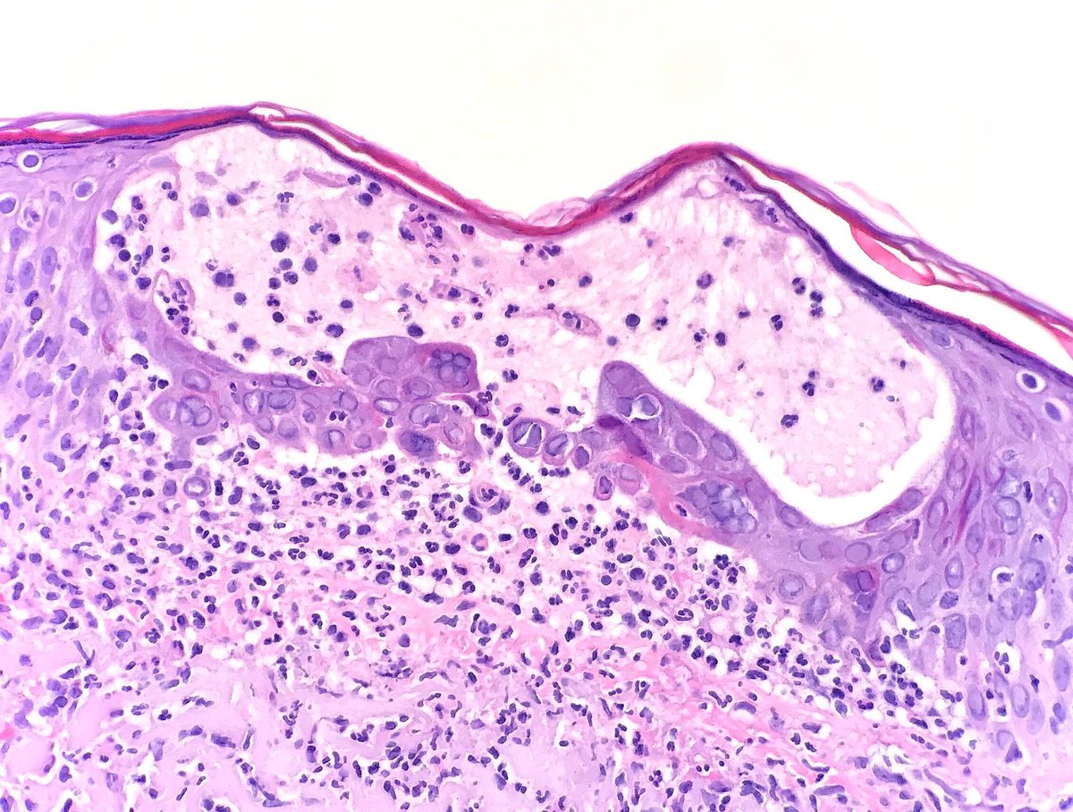 Jerad Gardner, MD tweet media