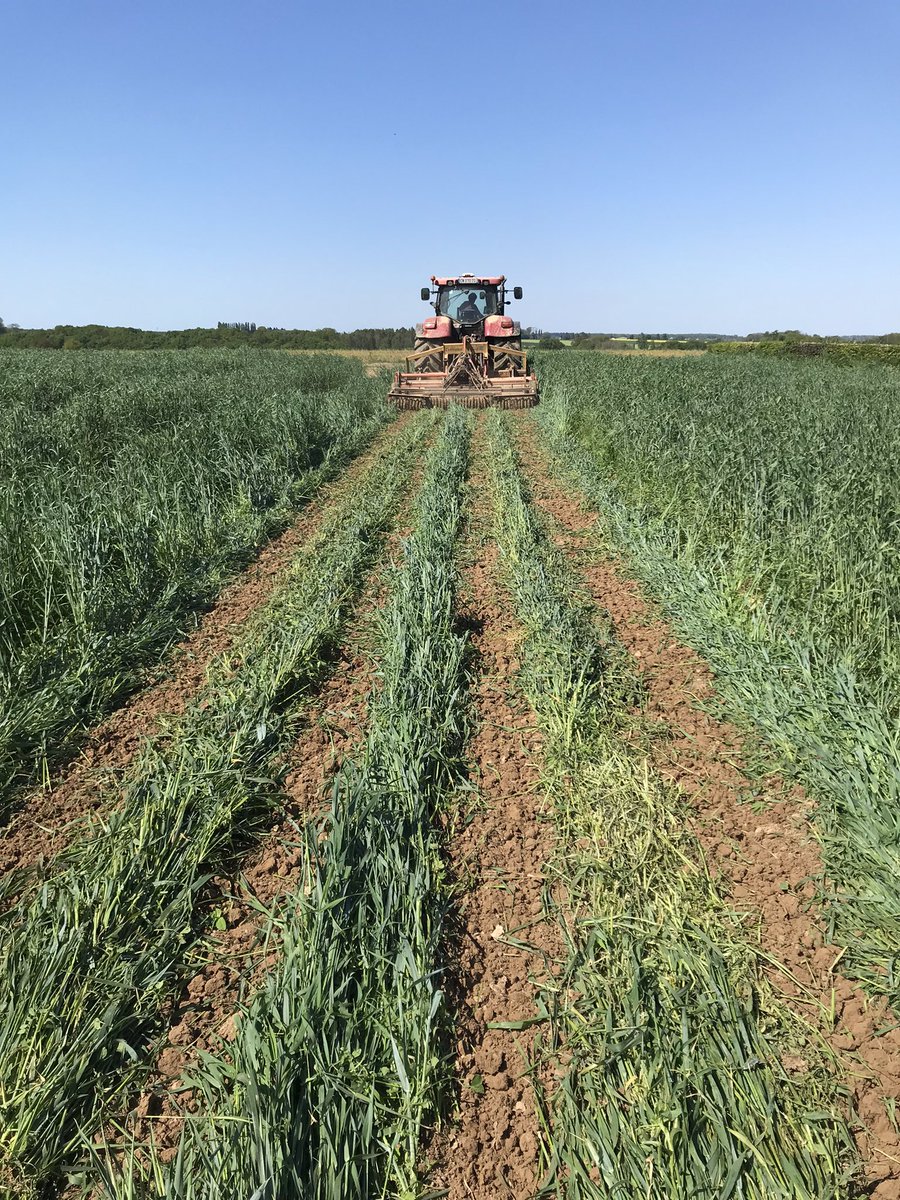 7582Alex's tweet photo. Voilà un beau maïs en Agro écologie . Travail du sol localisé , paillage de l’inter rang pour gérer les adventices, et là températures du sol.
Gain de temps
Matière organique
Adaptation
Évolution 
Au semis et 3 jours après le travail du sol déjà 6 degrés d’écart rang/inter rang https://t.co/FDNqcrMUQD