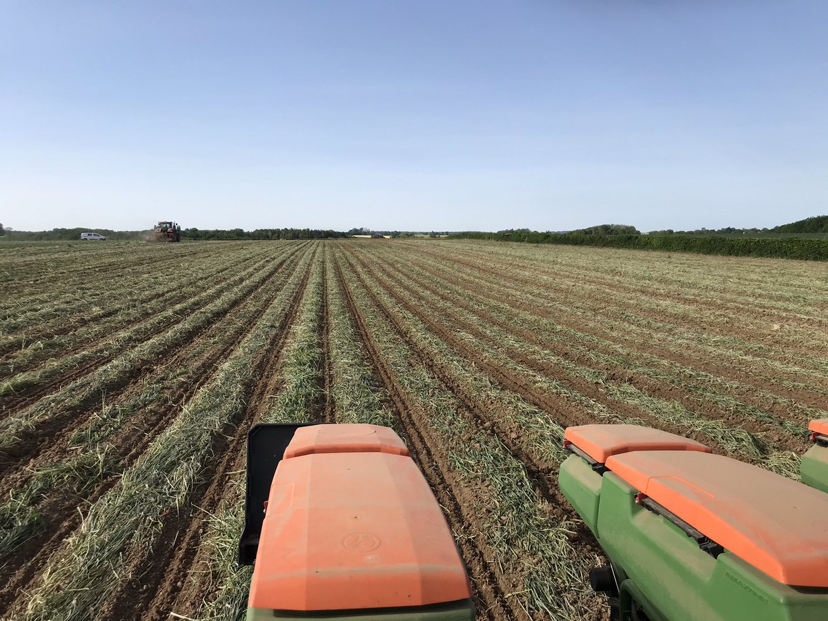 7582Alex's tweet photo. Voilà un beau maïs en Agro écologie . Travail du sol localisé , paillage de l’inter rang pour gérer les adventices, et là températures du sol.
Gain de temps
Matière organique
Adaptation
Évolution 
Au semis et 3 jours après le travail du sol déjà 6 degrés d’écart rang/inter rang https://t.co/FDNqcrMUQD