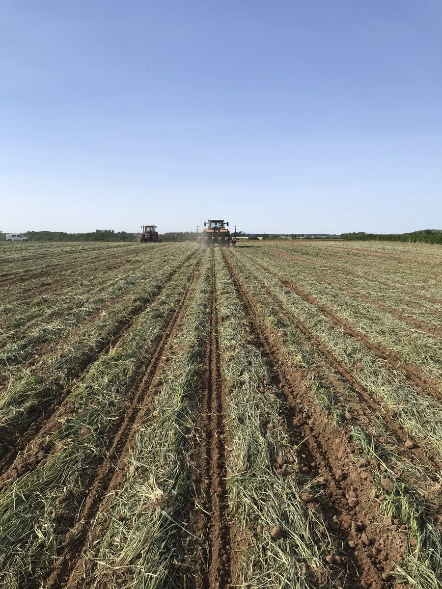7582Alex's tweet photo. Voilà un beau maïs en Agro écologie . Travail du sol localisé , paillage de l’inter rang pour gérer les adventices, et là températures du sol.
Gain de temps
Matière organique
Adaptation
Évolution 
Au semis et 3 jours après le travail du sol déjà 6 degrés d’écart rang/inter rang https://t.co/FDNqcrMUQD