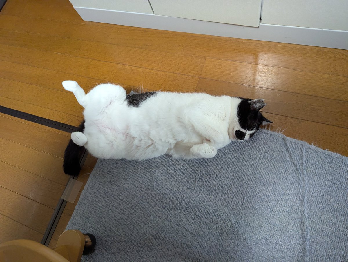 bird__Johnny's tweet photo. 実家帰ると猫落ちてる https://t.co/ORIFzh5qU2