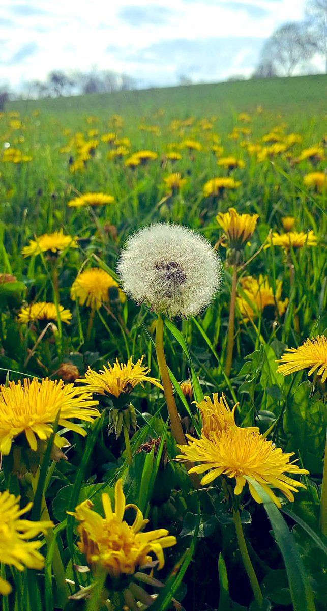 Dandelion flower field in bloom with trees on the background
