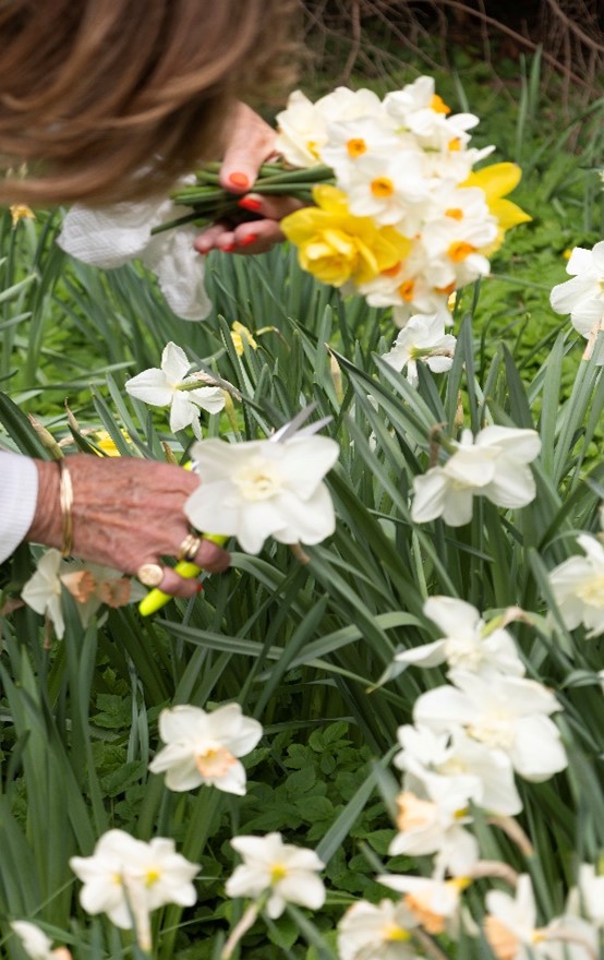 ShugasCookin's tweet photo. Spring is in swing! This multi-step, delicious carrot cake will be in SHUGA'S COOKIN' cookbook. Like all of Linda's cakes, it's topped w/ fresh flowers straight from her garden. #spring #carrotcake #freshflowers #daffodils #cookbook:  Shuga's Cookin' https://t.co/ysFQoxhs3g