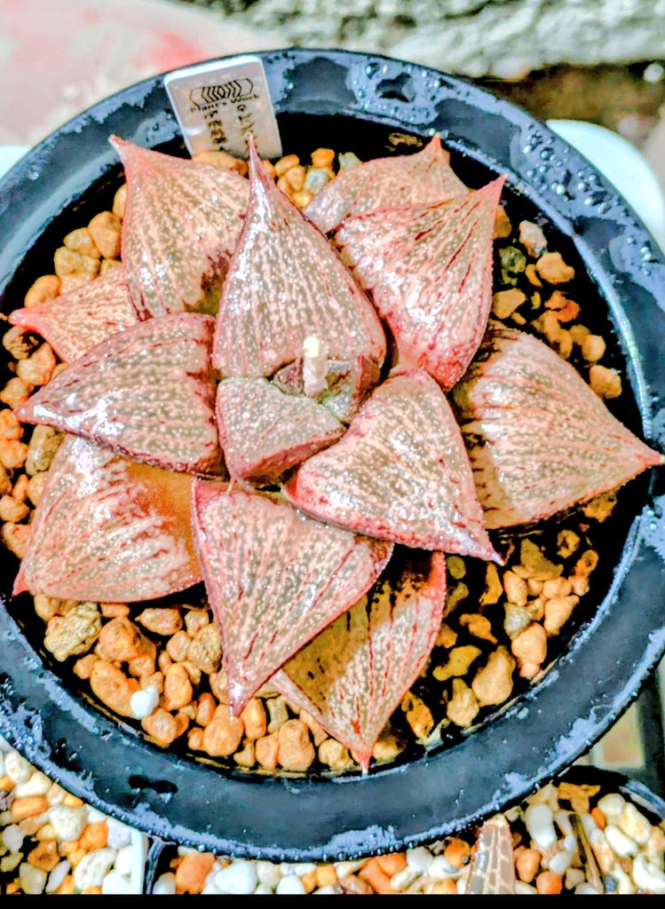 栽培している多肉植物のハオルチアの仲間 植え替えや株分けをしながら
真夏に向けて、栽培環境に遮光ネットを付けたりしています。
他にも沢山の個体があるので、地道に
進めていきます！

#ハオルチア　#多肉植物