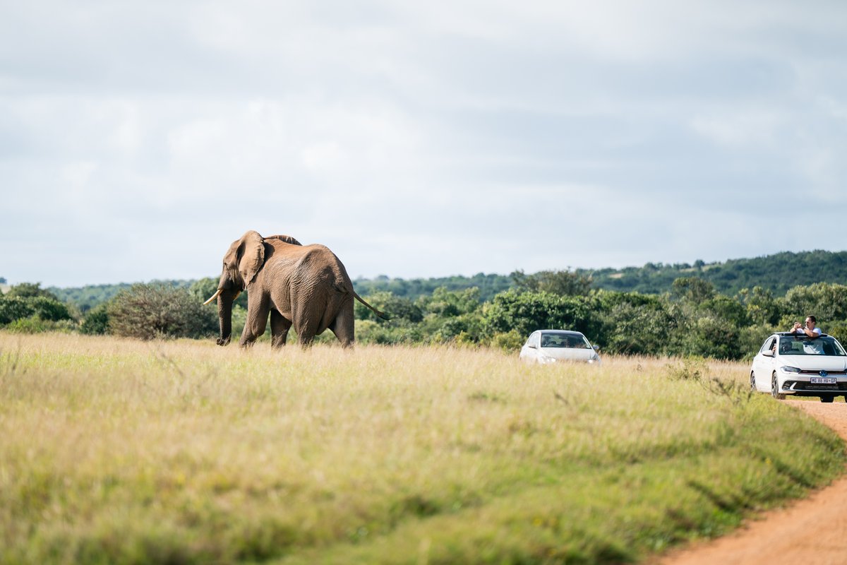 The Addo experience was more than just a safari, it was a moment of reflection, connection, and appreciation for South Africa’s rich heritage and natural beauty. Shared memories, stories, and a few elephant selfies too! 
#VolkswagenGroupAfrica #PoloTurns50 #ExploreSA