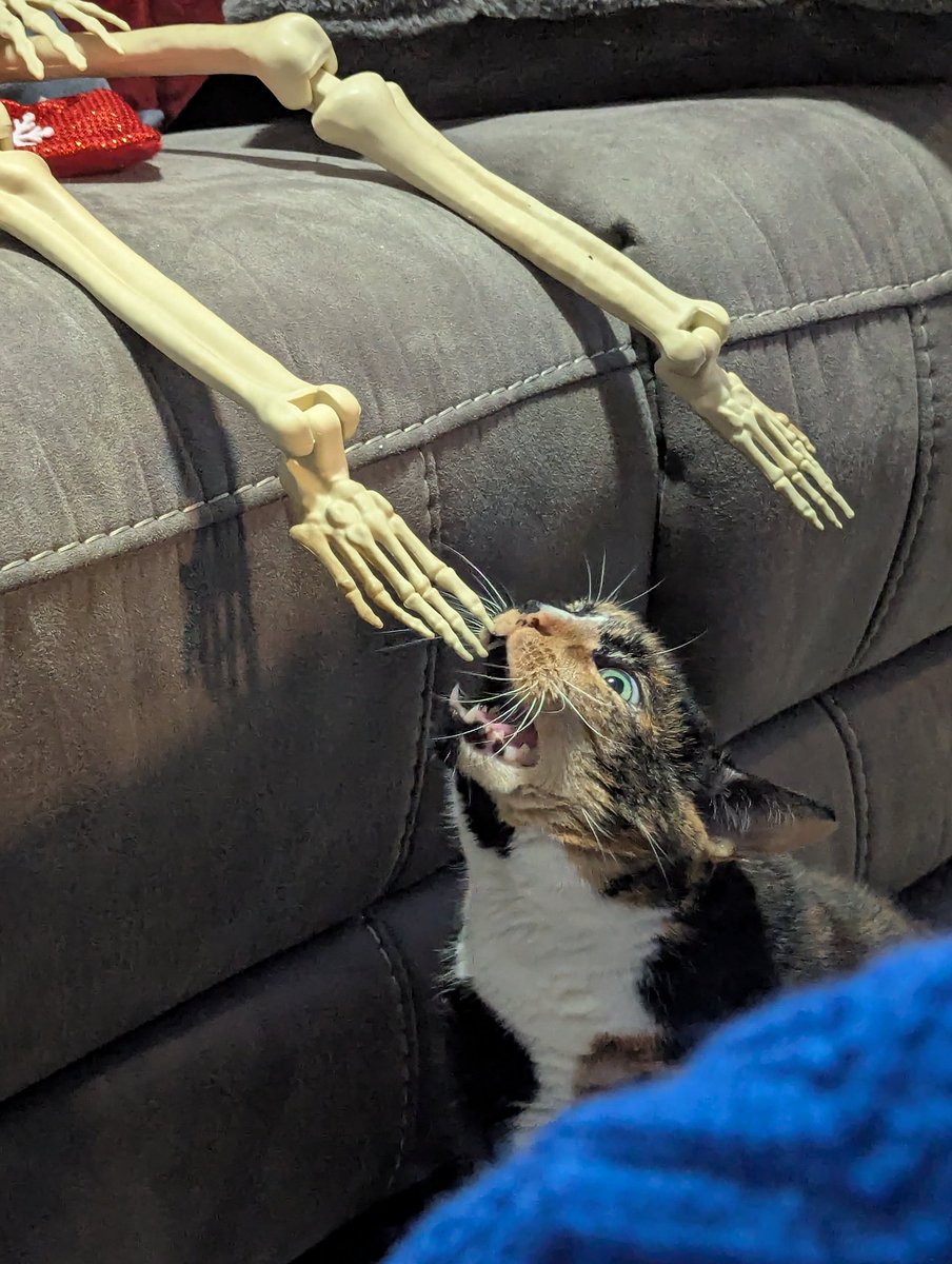 #MyCatDoesntLike ways of cleaning her teeth that don't involve chewing on Halloween decorations