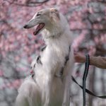 Photo by ボルゾイ チャイ (@Borzoi_Chai)