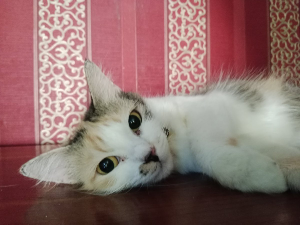 setelah 2 bln tidak ada drama O word hari ini beliau melakukan kejahatannya kembali di kasur 🥲