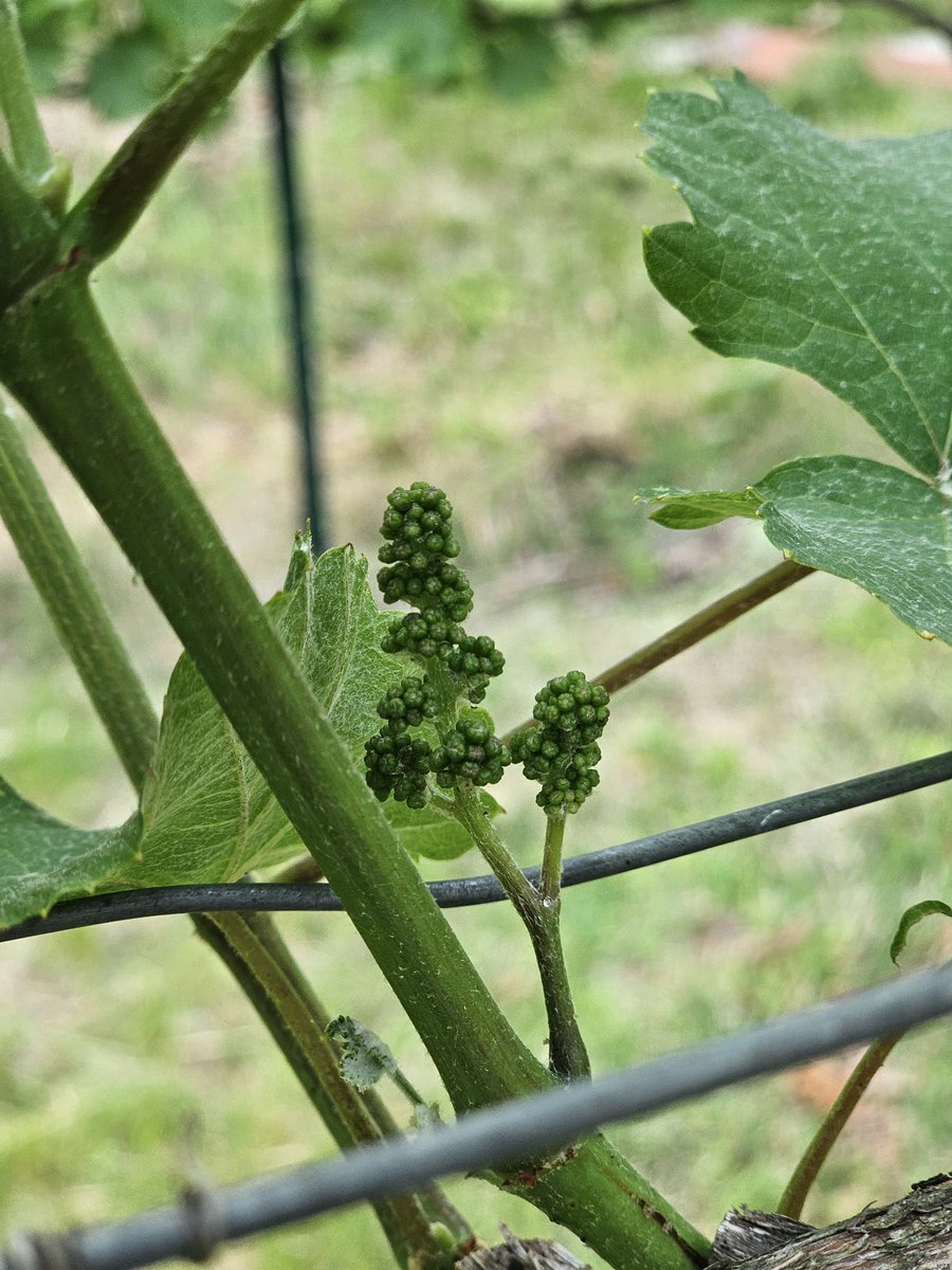 Estancia_Isabel's tweet photo. The promise of a new vintage

#albariño #inflorescence #estanciaisabel https://t.co/AeLzsavK5l
