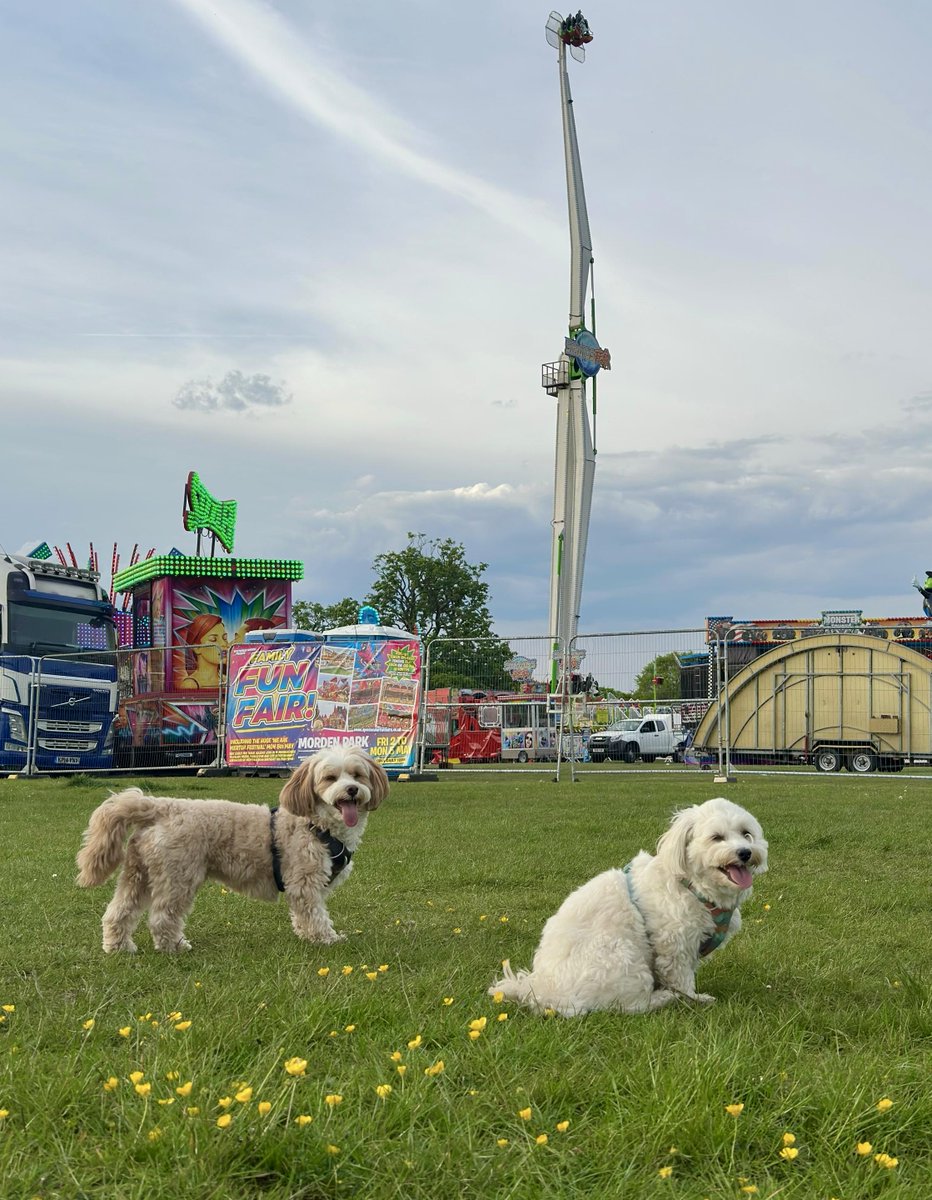 JimDavisOnAir's tweet image. The #FunFair has come to our local park for the #BankHoliday!! The pups want to go on the #Sizzler🎢 I'm less keen... What are you up to this weekend? I'll be with you @magicfm 4-7pm. Are you #HomeOrAway? I'll have the perfect songs for your #Saturday magic.co.uk