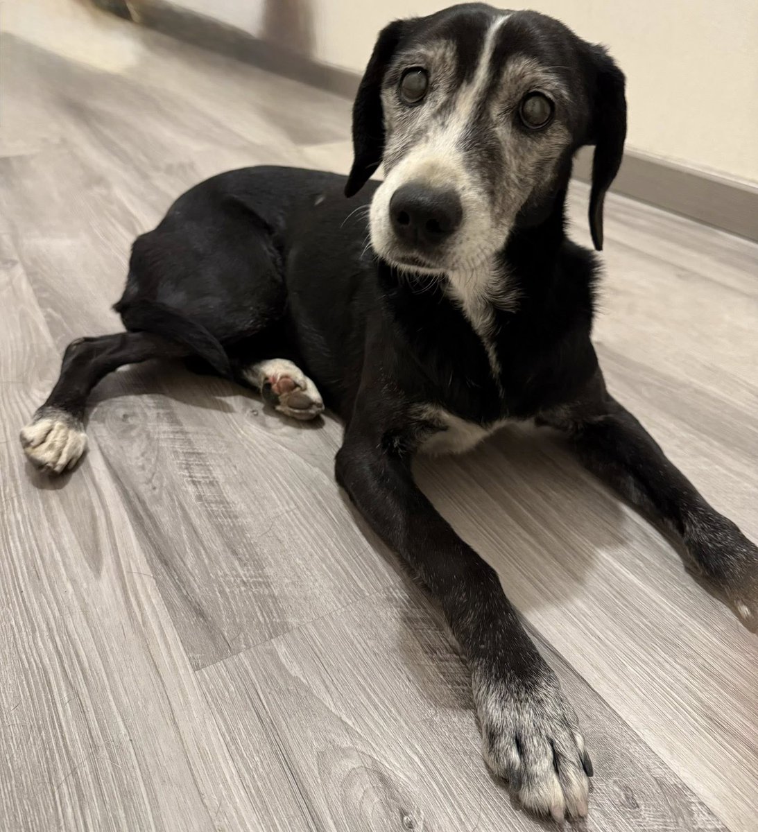 Encontraron a esta perrita en el estacionamiento de un edificio y la rescataron, pero no pueden seguir resguardándola. Se ve limpia y cuidada. Es una perrita muy dócil, tierna y amigable. Si deseas darle un hogar para siempre, comuníquese al +56975527665. Favor RT!
#LaFlorida