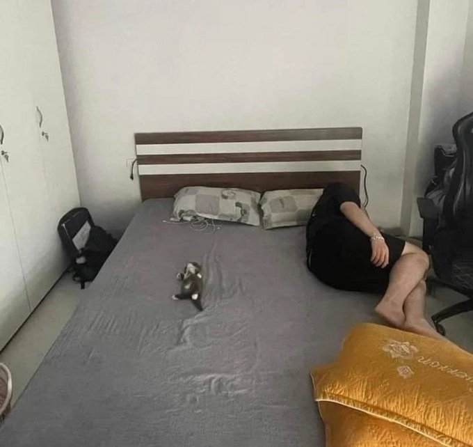 Punch Cat (@punchingcat) on Twitter photo 