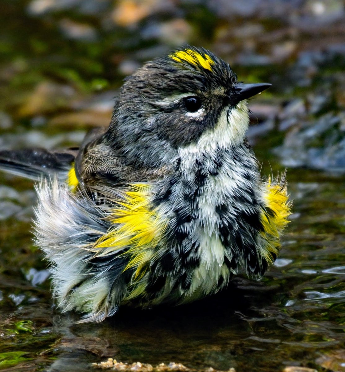 BirdCentralPark's tweet photo. A Yellow-rumped Warbler bathes by the Central Park Pool. https://t.co/yPCprzO5vt