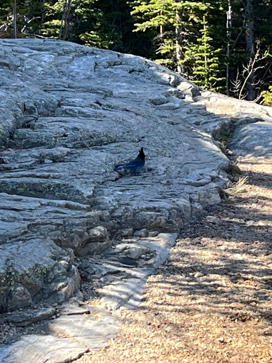 Saw a lot of cool animals at Rocky Mountain national park. 

Saw a pika (couldn’t get a picture), along a rock face at ~11k feet. He was a very cute little guy.

Mule deer, wild turkeys, a moose, and a couple Steller’s Jays.