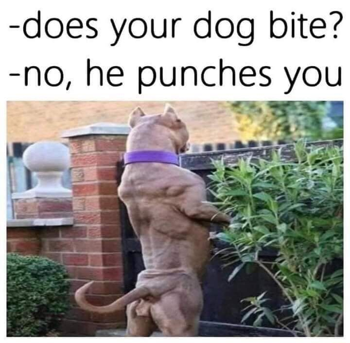 FunnyFiasco's tweet image. No bites, just punches. #dogmemes #funnydogs #petlife #punchline #meme
