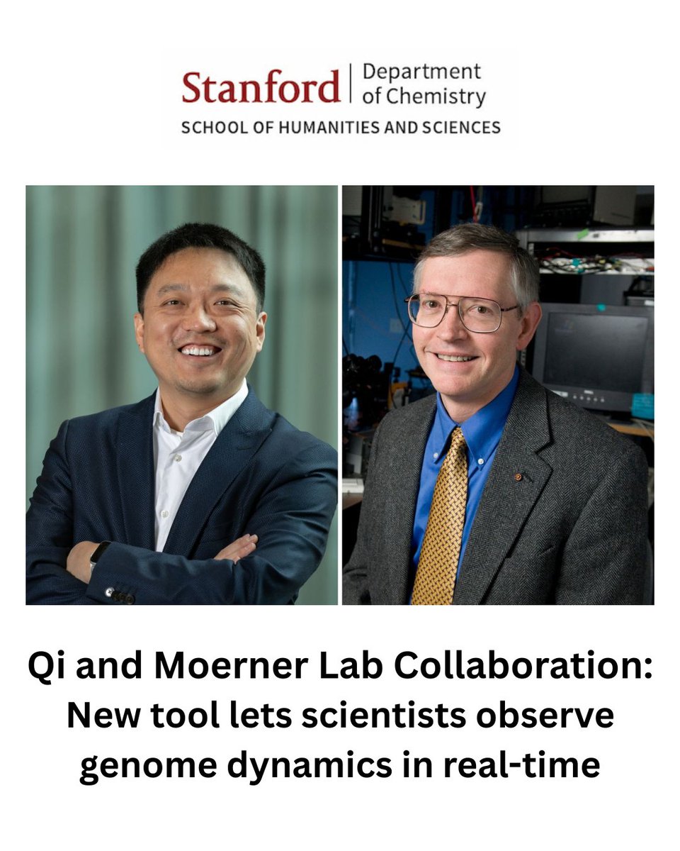 A collaboration between the Moerner and Qi Labs has produced a tool to track real-time genome dynamics in living cells — combining single-molecule imaging + CRISPR innovation. 🧬
🔗 chemistry.stanford.edu/news/new-tool-…
#MoernerLab #QiLab #GenomeImaging #CRISPR