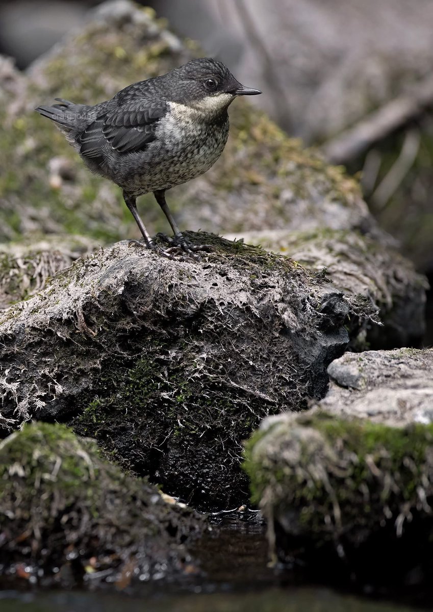 Craig Jones (@craigjones17) on Twitter photo Precious new life, a four week old Dipper chick ready to begin its own life after fledging the nest and leaving its parents. The circle of life is very special, when you get to witness that it makes it even more so. <a href="/B_Strawbridge/">Brigit Strawbridge</a> <a href="/StephenMoss_TV/">Stephen Moss</a> <a href="/GlobalBirdfair/">Global Birdfair</a> <a href="/Natures_Voice/">RSPB</a> Precious new life, a four week old Dipper chick ready to begin its own life after fledging the nest and leaving its parents. The circle of life is very special, when you get to witness that it makes it even more so. <a href="/B_Strawbridge/">Brigit Strawbridge</a> <a href="/StephenMoss_TV/">Stephen Moss</a> <a href="/GlobalBirdfair/">Global Birdfair</a> <a href="/Natures_Voice/">RSPB</a>