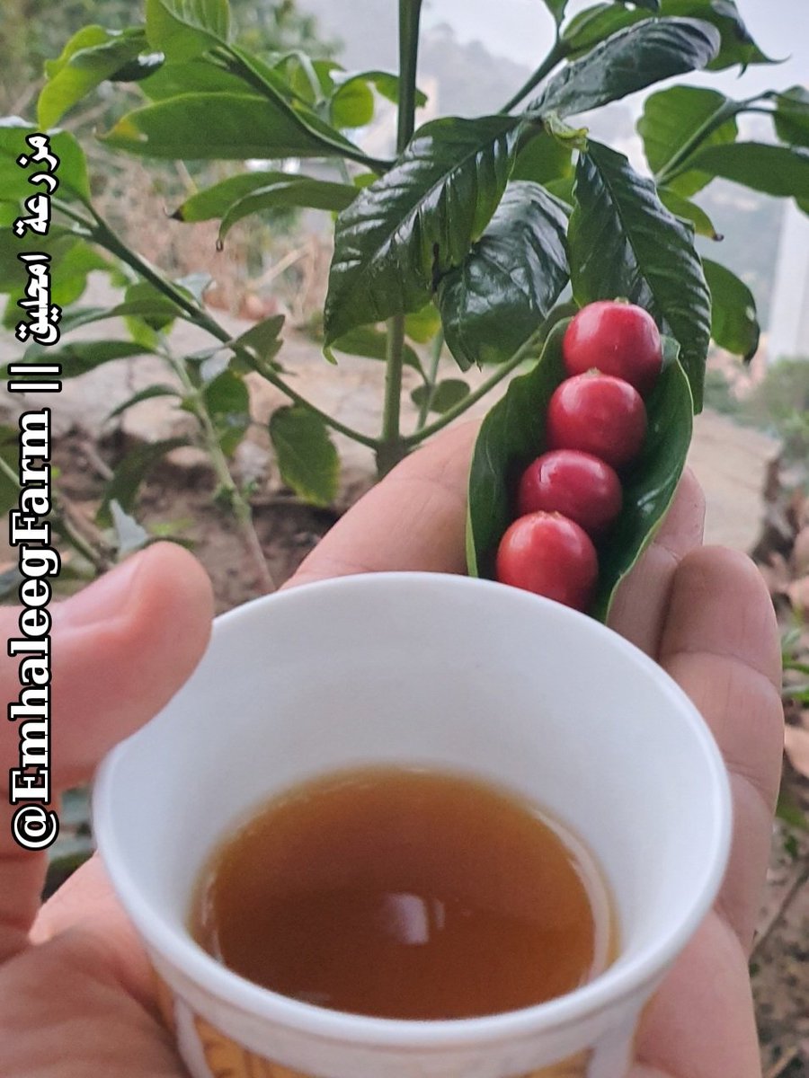EmhaleegFarm's tweet photo. هنا البن الفاخر من أعالي جبال فيفاء. 
قهوتنا من أرضنا ☕
ألذ وأجود 😍
للطلب: التواصل على الخاص ✉️
•
•
•
#الأهلي_كاواساكي الأهلي كاواساكي اسيا اليابان
#دوري_أبطال_آسيا_للنخبة
#النفسيه_محتاجه_قهوة𓆉 https://t.co/1hgSJ1x4qM