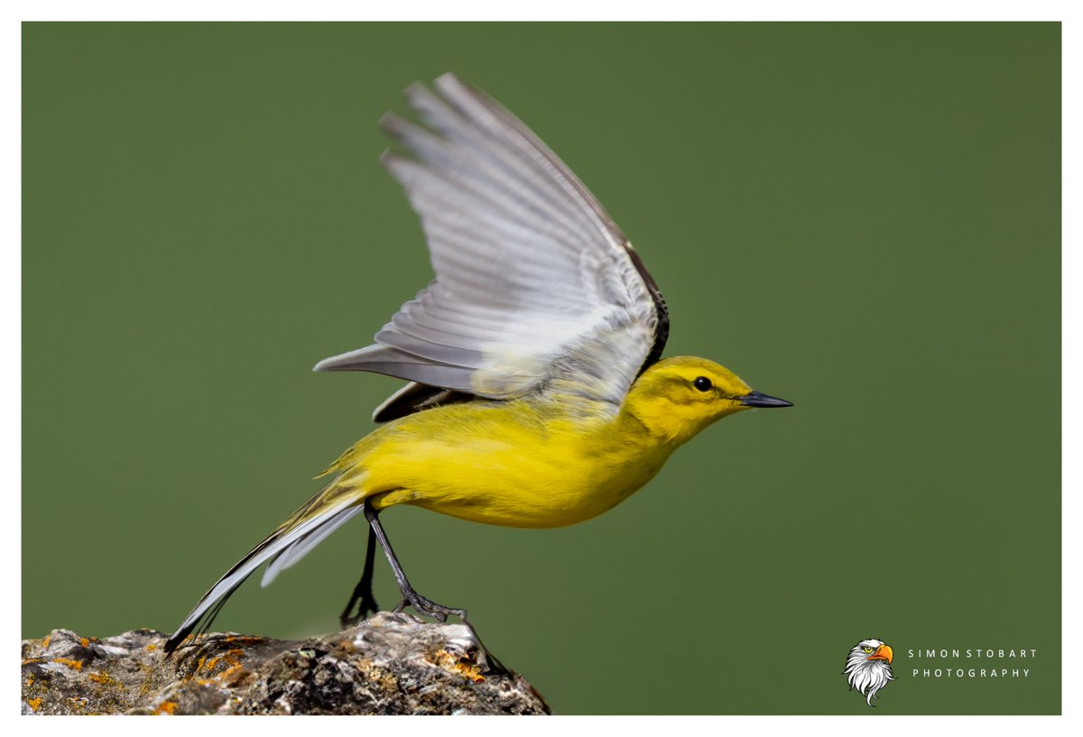 πππ’π€π£ ππ©π€πππ§π© π¦π¦π¦ (@sherburnsi) on Twitter photo Yellow Wagtail in County Durham.
<a href="/teesbirds1/">teesbirds</a>
<a href="/teeswildlife/">Tees Wildlife</a>
<a href="/DurhamBirdClub/">Durham Bird Club</a>
<a href="/Natures_Voice/">RSPB</a>
<a href="/NatureUK/">NatureUK</a>
<a href="/WildlifeMag/">BBC Wildlife</a>
<a href="/BBCSpringwatch/">BBC Springwatch</a>
<a href="/NTBirdClub/">Northumberland & Tyneside Bird Club</a>
<a href="/CanonUKandIE/">Canon UK and Ireland</a>
#naturephotographyday #birds #wildlifephotography Yellow Wagtail in County Durham.
<a href="/teesbirds1/">teesbirds</a>
<a href="/teeswildlife/">Tees Wildlife</a>
<a href="/DurhamBirdClub/">Durham Bird Club</a>
<a href="/Natures_Voice/">RSPB</a>
<a href="/NatureUK/">NatureUK</a>
<a href="/WildlifeMag/">BBC Wildlife</a>
<a href="/BBCSpringwatch/">BBC Springwatch</a>
<a href="/NTBirdClub/">Northumberland & Tyneside Bird Club</a>
<a href="/CanonUKandIE/">Canon UK and Ireland</a>
#naturephotographyday #birds #wildlifephotography