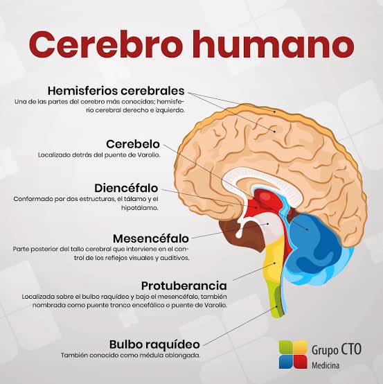 Jacob_Vala's tweet photo. 😱📢#datosinteresantes #datoscuriosos 😲

¿SABÍAS QUE EL CEREBRO HUMANO ES MÁS ELÉCTRICO QUE CUALQUIER COMPUTADORA MODERNA?🤫🧠

Y sin embargo… ¡aún no entendemos cómo funciona del todo!

Este órgano pesa apenas kilo y medio, pero consume el 20% de toda la energía de tu cuerpo.
Tiene más conexiones neuronales que estrellas en la galaxia, y procesa millones de datos por segundo…
Pero, irónicamente, basta una simple caída, una mala alimentación o una noche sin dormir para descontrolarlo por completo.

¿Y sabes qué es lo más loco?
¡No siente dolor! Puedes operar el cerebro mientras la persona está despierta.
¿Te imaginas ver cómo tocan tu corteza cerebral mientras tú estás hablando con el neurocirujano?

Vivimos en piloto automático, pero cargamos la máquina más compleja del universo dentro del cráneo.
¿Y tú? ¿Cuándo fue la última vez que pensaste en cuidar tu cerebro?

Protege tu cerebro 😊⚡✍

#cerebro #QueOpinas #neuronas #CuidaTuSalud #mentesana #mentepositiva
