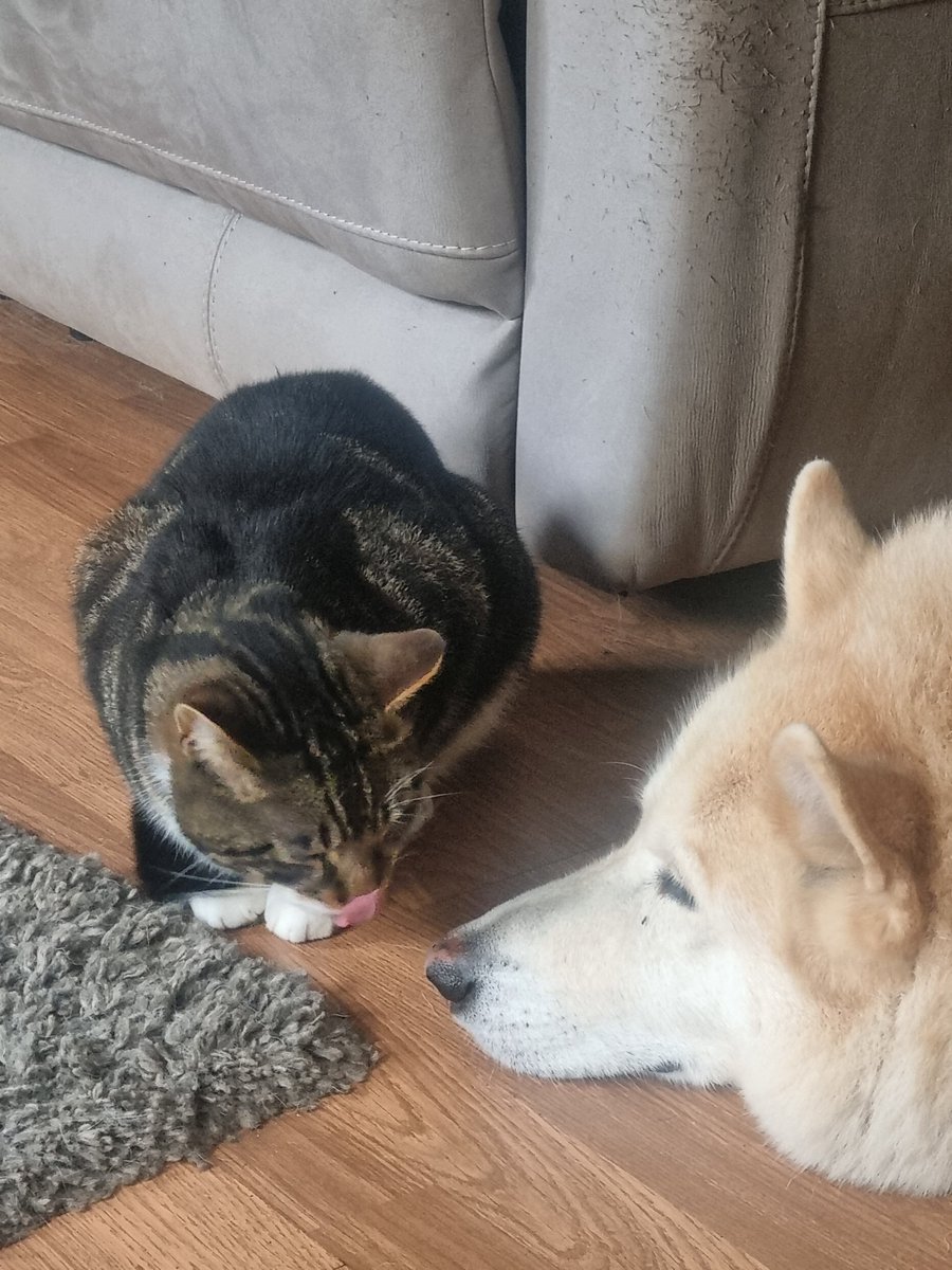 I truly was so happy when he was near. Mr Tabius  I know you are missing me buddy but I miss you too. Always my fren. 🐾❤️