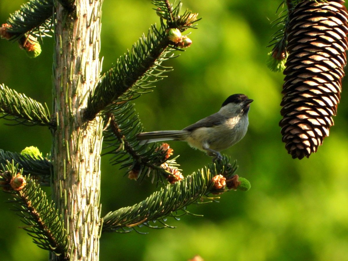 Vandaag stonden er zaadjes uit een kegel van de spar op het menu van deze #glanskop. Een zangvogeltje uit de mezenfamilie.