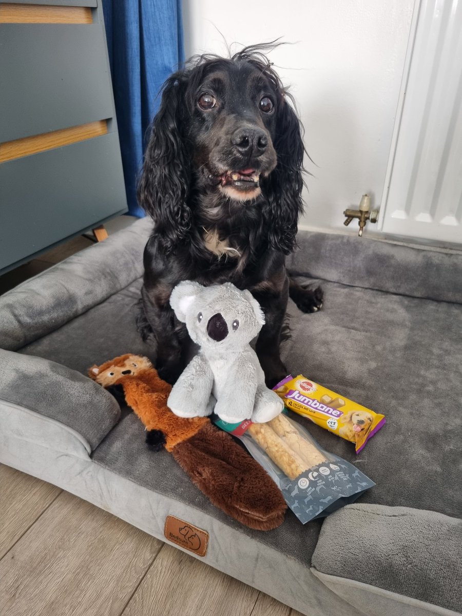 K9Scottish's tweet image. #PDBilly has been a little under the weather recently. Our lovely friend Elaine sent him some pocket money, so we went to the pet shop today. All the gang enjoyed some Saturday treats 😍.
Happy weekend everyone 😊🐾