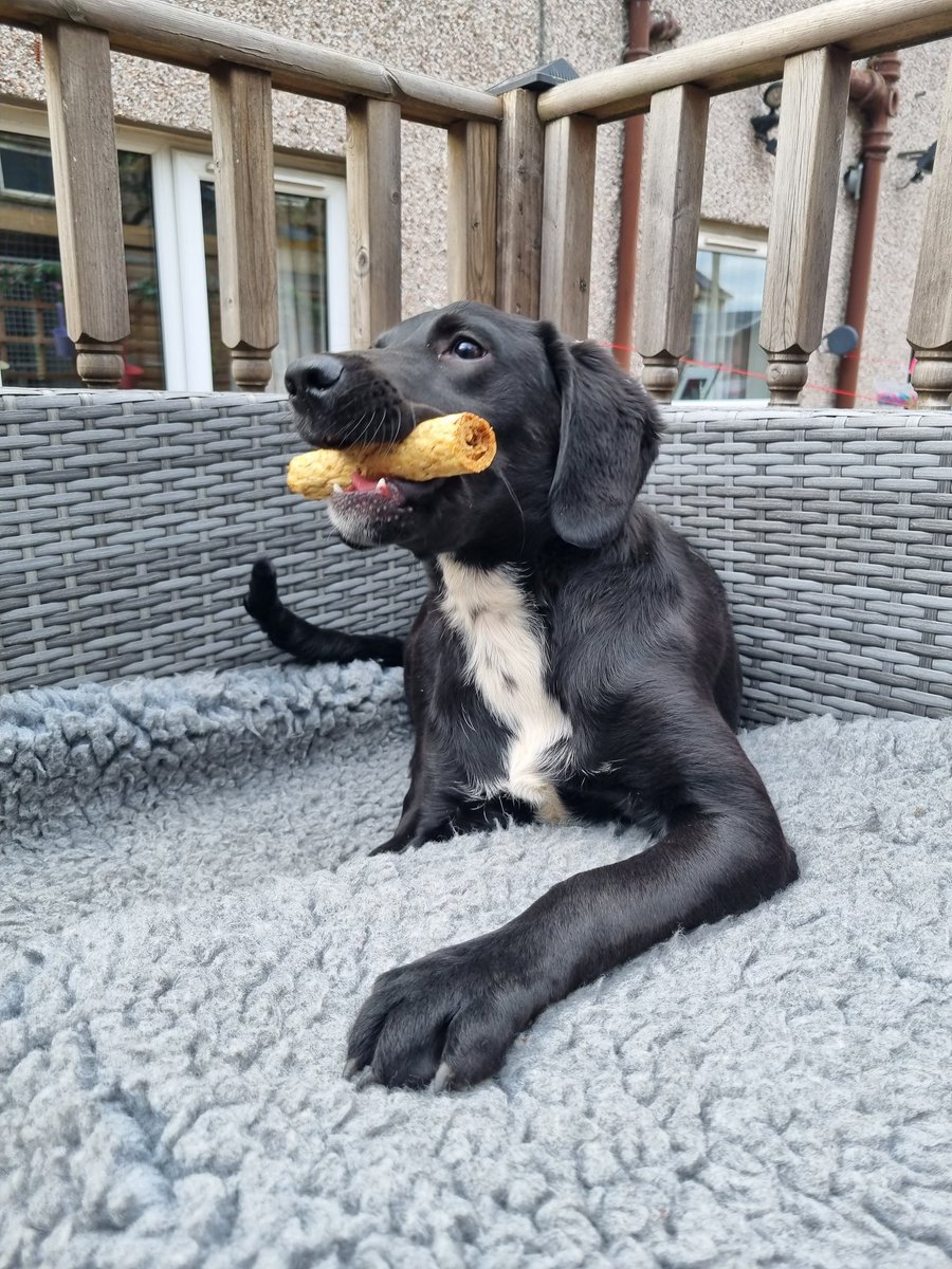 K9Scottish's tweet image. #PDBilly has been a little under the weather recently. Our lovely friend Elaine sent him some pocket money, so we went to the pet shop today. All the gang enjoyed some Saturday treats 😍.
Happy weekend everyone 😊🐾
