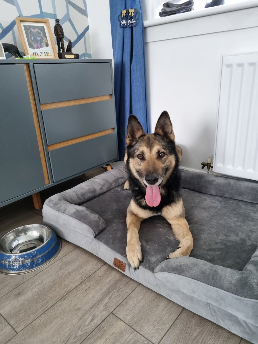 K9Scottish's tweet image. #PDBilly has been a little under the weather recently. Our lovely friend Elaine sent him some pocket money, so we went to the pet shop today. All the gang enjoyed some Saturday treats 😍.
Happy weekend everyone 😊🐾