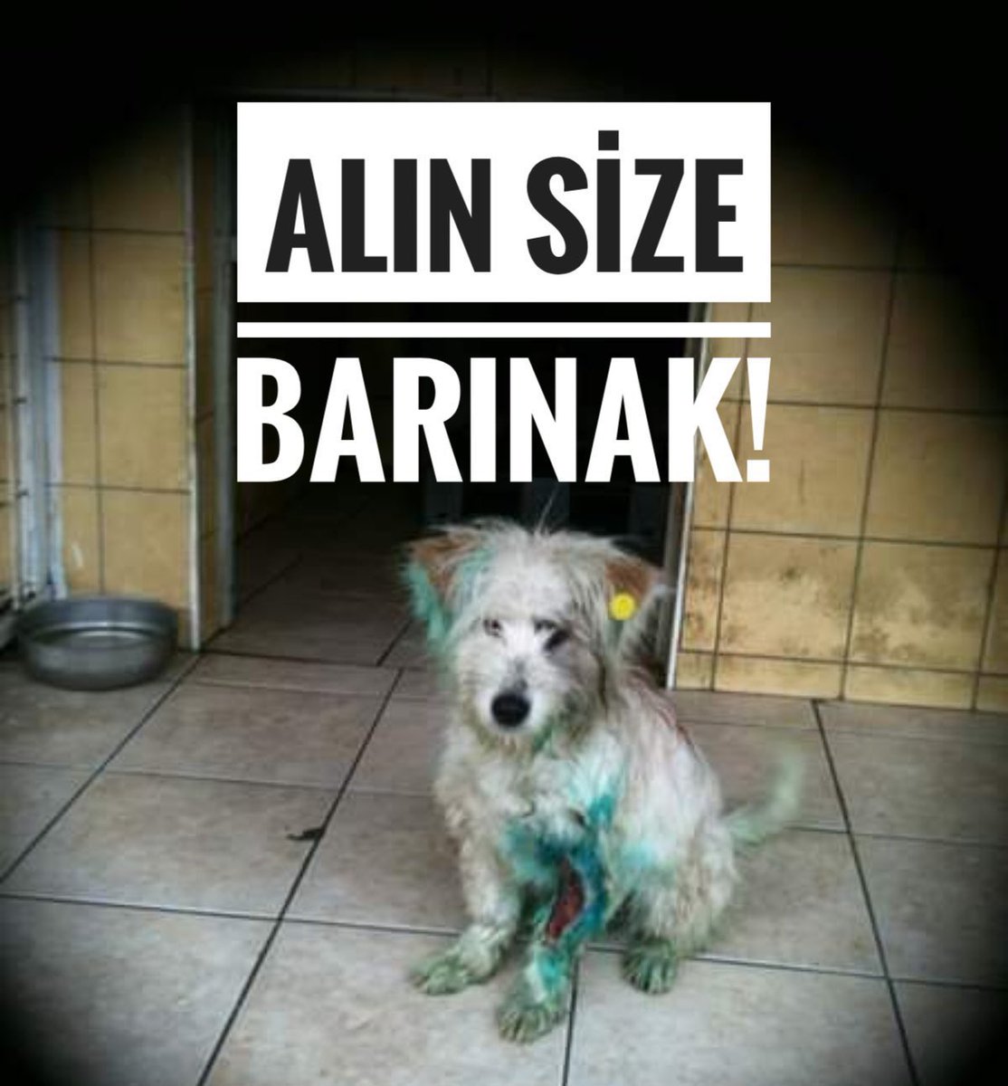Sahiplendirme durdu.
Kısırlaştırma durdu.
Üretim, sokağa terketme hız kesmeden devam ediyor(!)

AYM Başkanlığı 7527 nolu kanun bir katliam yasasıdır. 
Devlet öldürmez yaşatır. 
Toplum vicdanını perişan eden bu kanlı yasayı iptal edin.
#aymyasayıiptalet 
<a href="/AYMBASKANLIGI/">Anayasa Mahkemesi</a>