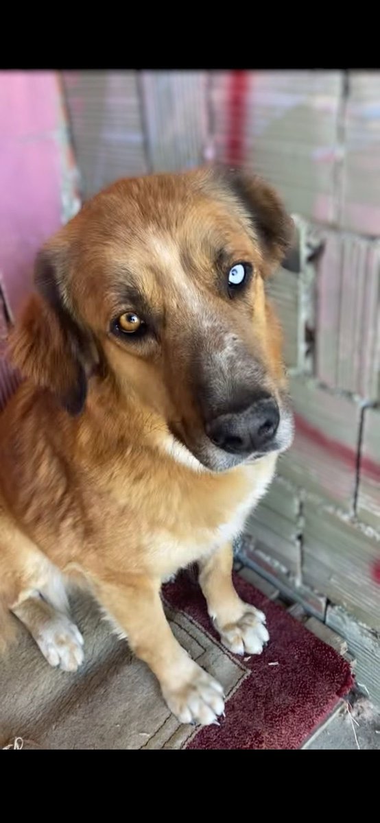 Barınaklar ölüm demek #aymyasayıiptalet