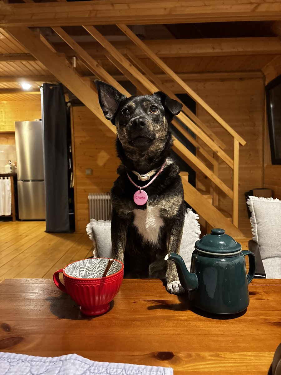 Сделали свою версию мема «Как отучить собаку чаевничать?».