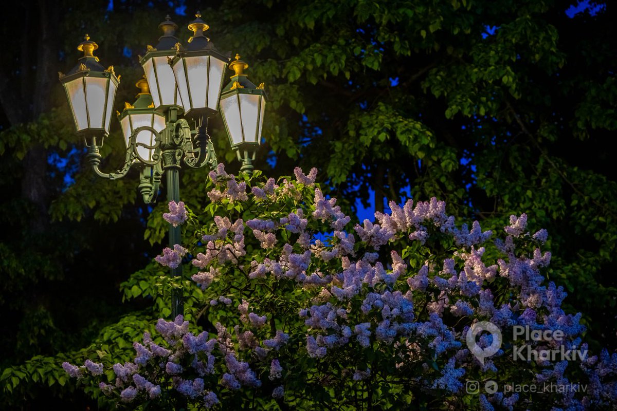 BohuslavskaKate's tweet photo. Evening in Kharkiv.  Maybe a Russian attack is coming later, but the city lives and blooms still https://t.co/gpyknYgohK