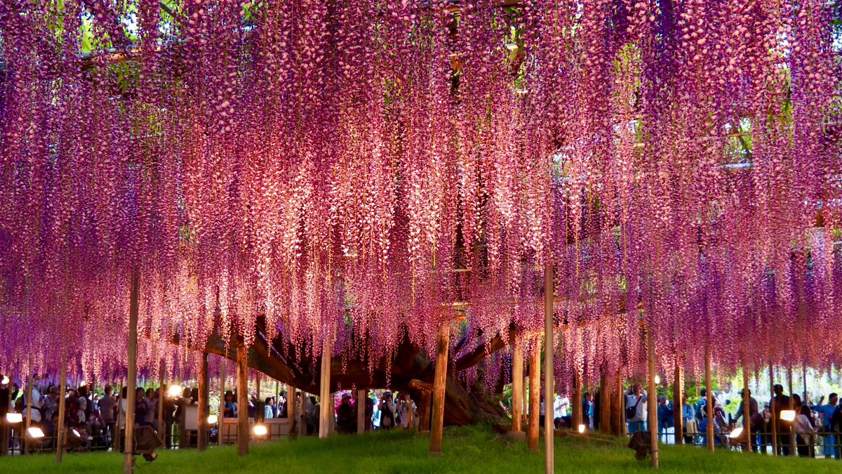 #あしかがフラワーパーク #大長藤

これでもか！ってくらいの花、花、花
メインは藤
薄紫、紫、白、黄色と色とりどり

当然混雑、特に夜の #ライトアップ は大混雑