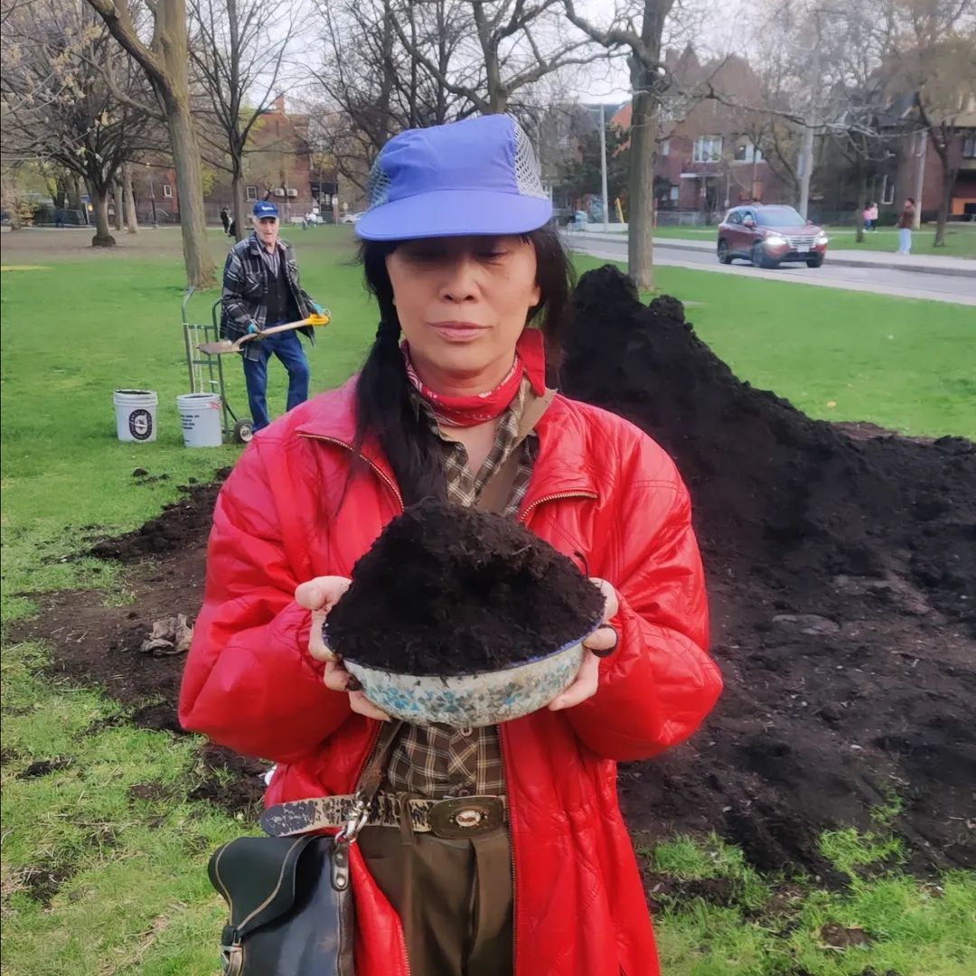 Fake plastic cherry blossoms vs. the real thing. DIRT ALERT! 🚨 Free mound of soil at Trinity Bellwoods, Dundas side.🫟